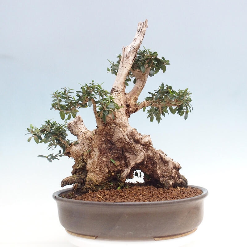 Bonsai do wnętrz - Olea europaea sylvestris - Oliwka europejska drobnolistna