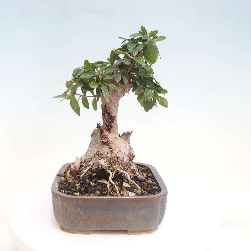 Kryte bonsai - Olea europaea sylvestris - Europejska oliwa z małych liści