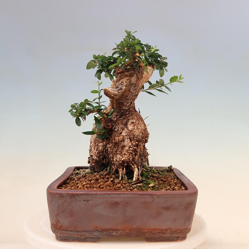 Kryte bonsai - Olea europaea sylvestris - Europejska oliwa z małych liści