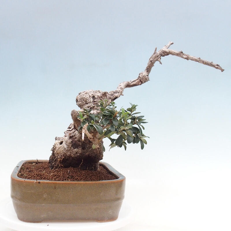 Bonsai do wnętrz - Olea europaea sylvestris - Oliwka europejska drobnolistna