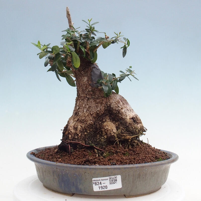 Bonsai do wnętrz - Olea europaea sylvestris - Oliwka europejska drobnolistna