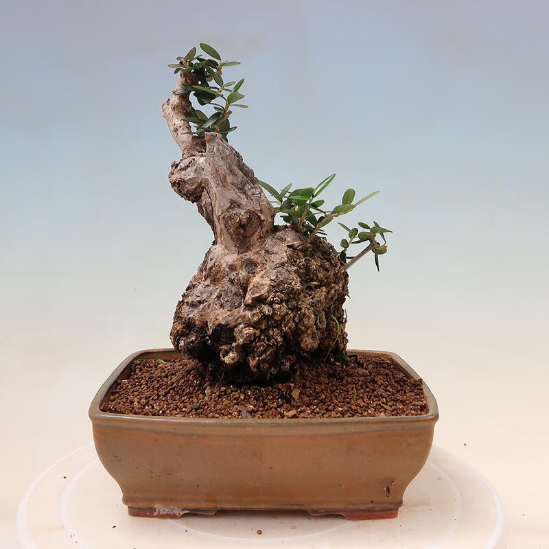 Kryte bonsai - Olea europaea sylvestris - Europejska oliwa z małych liści