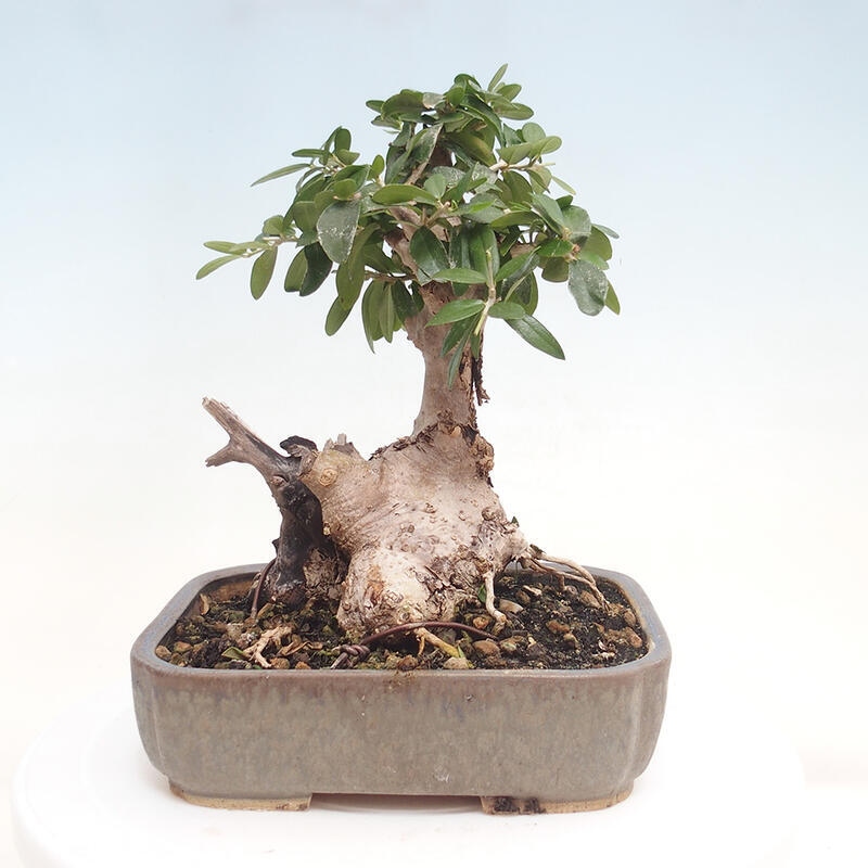 Kryte bonsai - Olea europaea sylvestris - Europejska oliwa z małych liści