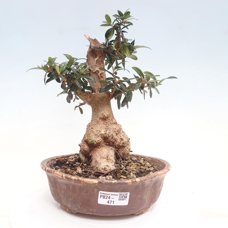 Kryte bonsai - Olea europaea sylvestris - Europejska oliwa z małych liści