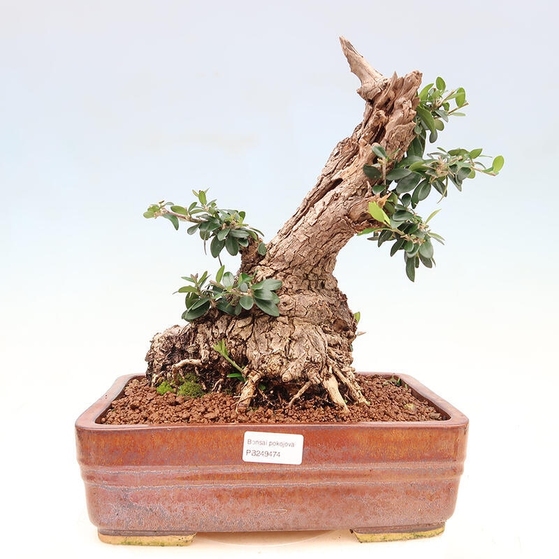 Bonsai do wnętrz - Olea europaea sylvestris - Oliwka europejska drobnolistna