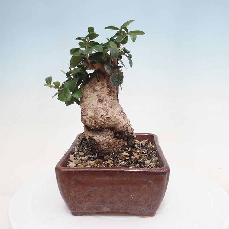 Kryte bonsai - Olea europaea sylvestris - Europejska oliwa z małych liści