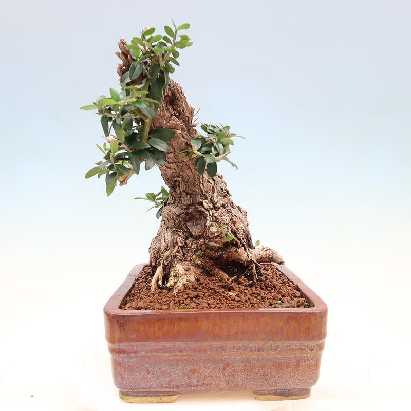 Bonsai do wnętrz - Olea europaea sylvestris - Oliwka europejska drobnolistna