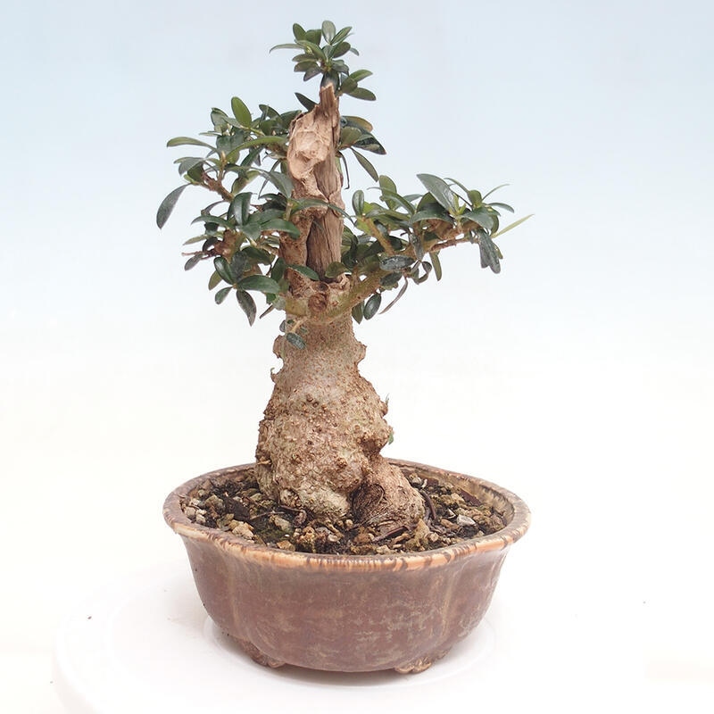 Kryte bonsai - Olea europaea sylvestris - Europejska oliwa z małych liści