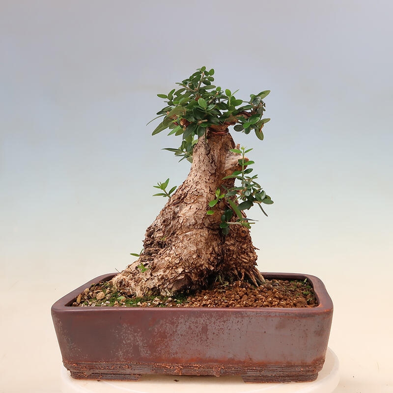 Kryte bonsai - Olea europaea sylvestris - Europejska oliwa z małych liści