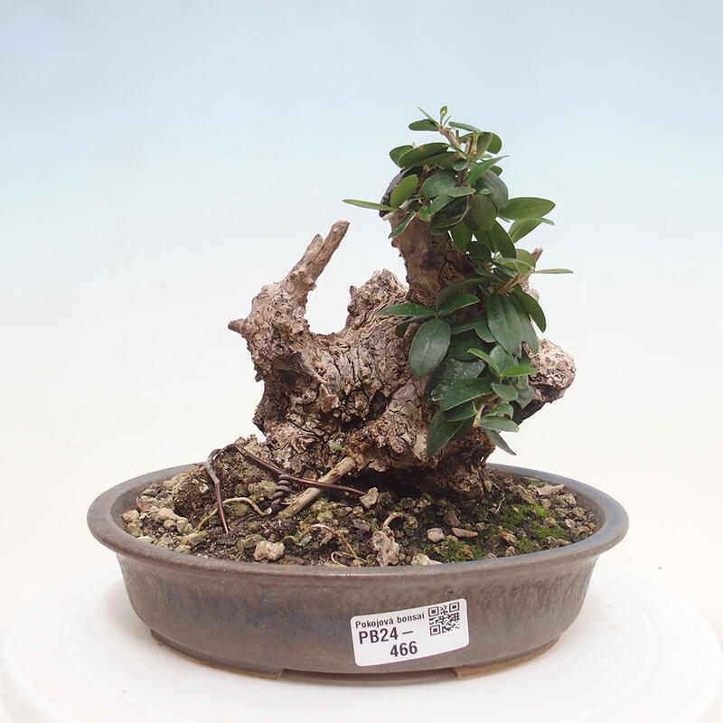 Kryte bonsai - Olea europaea sylvestris - Europejska oliwa z małych liści