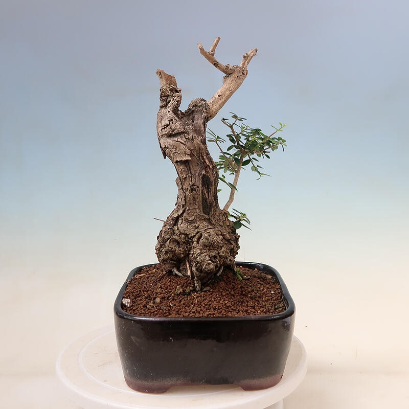 Kryte bonsai - Olea europaea sylvestris - Europejska oliwa z małych liści