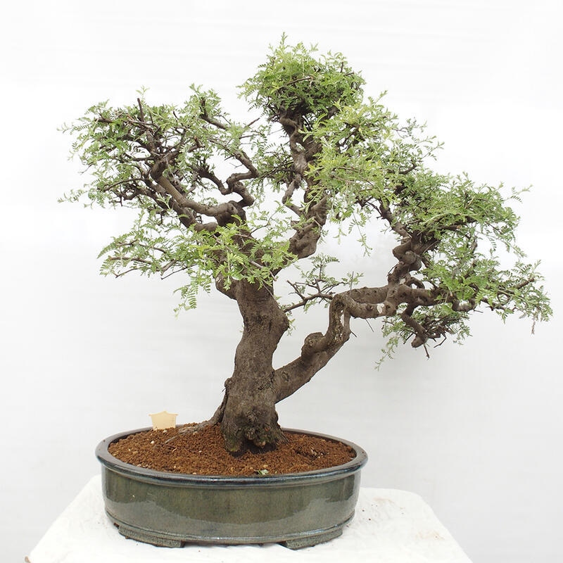 Bonsai wewnętrzne - Osteomeles anthyllidifolia