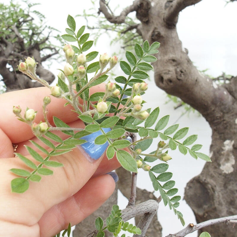 Bonsai wewnętrzne - Osteomeles anthyllidifolia