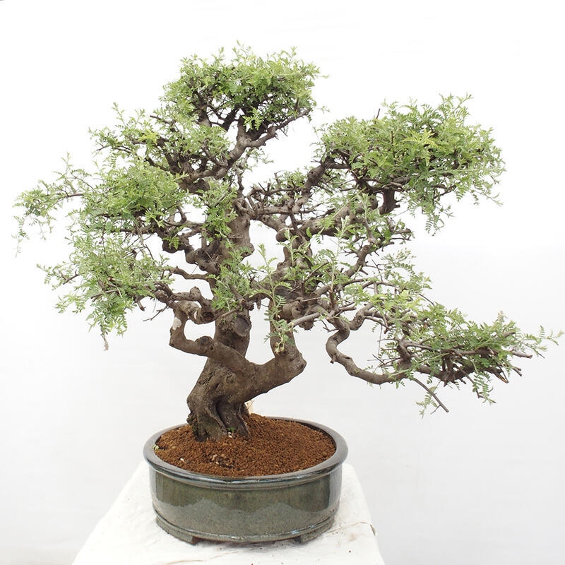 Bonsai wewnętrzne - Osteomeles anthyllidifolia