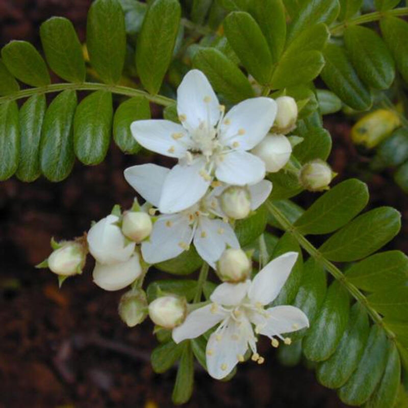 Bonsai wewnętrzne - Osteomeles anthyllidifolia