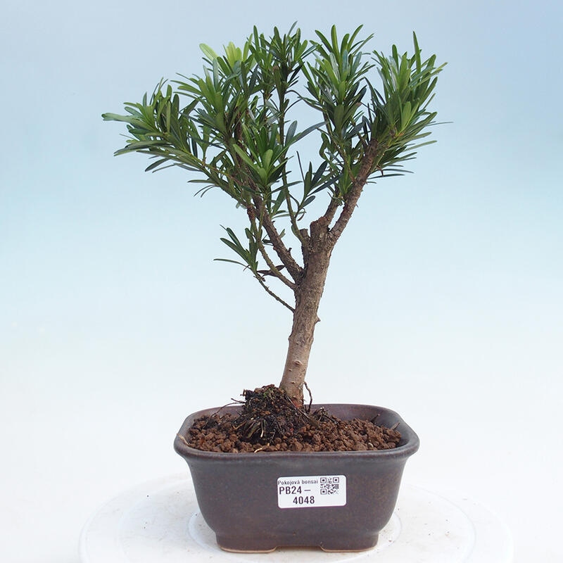 Kryty bonsai - Podocarpus - Kamień tys