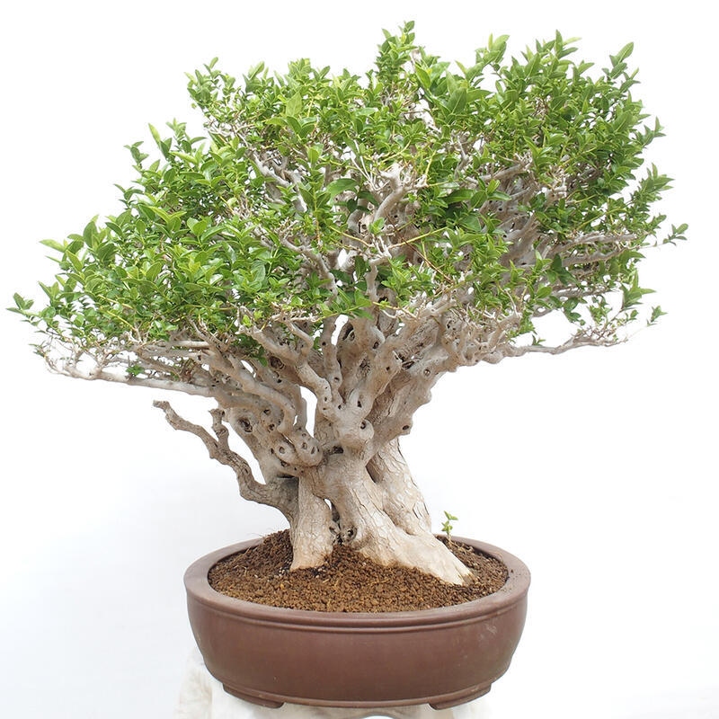 Bonsai wewnętrzne - Premna serratifolia - Kozlovon drobnolistny