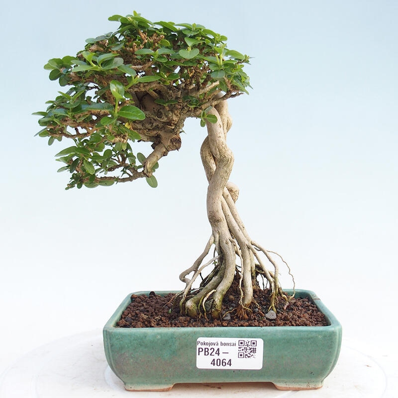 Bonsai wewnętrzne - Premna serratifolia - Kozlovon drobnolistny