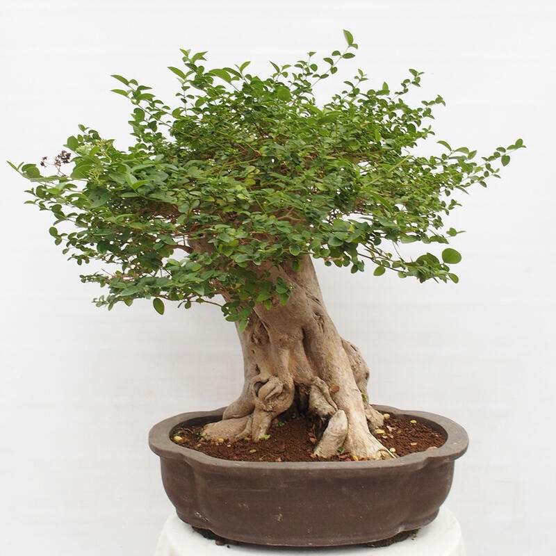 Bonsai wewnętrzne - Premna serratifolia - Kozlovon drobnolistny