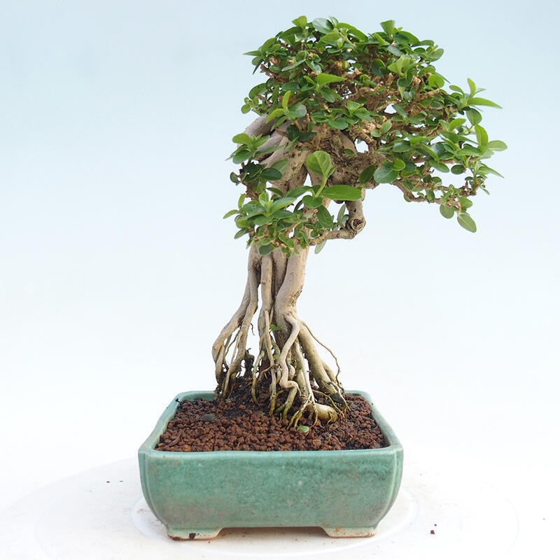 Bonsai wewnętrzne - Premna serratifolia - Kozlovon drobnolistny