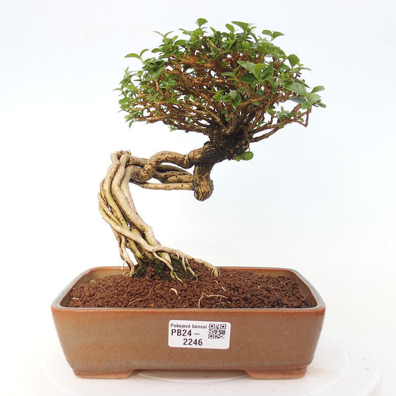 Bonsai wewnętrzne - Premna serratifolia - Kozlovon drobnolistny