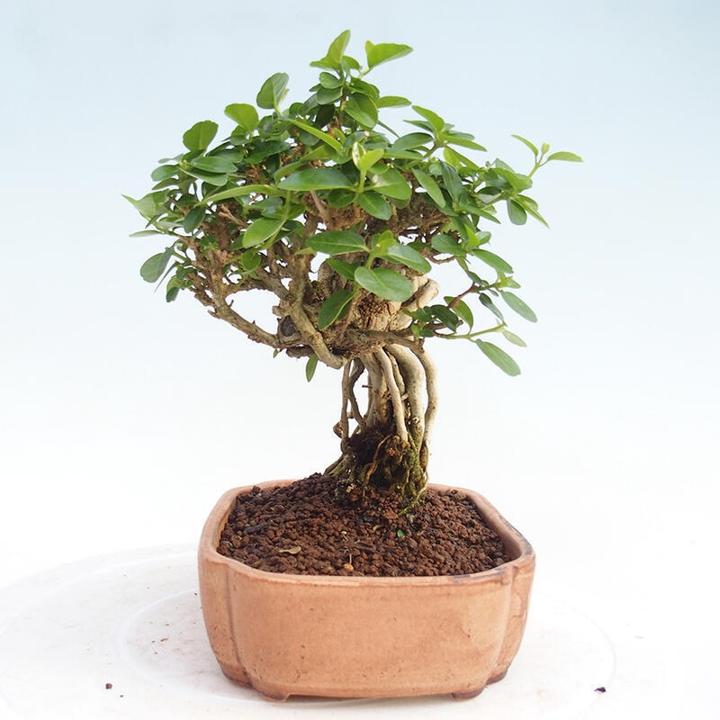 Bonsai wewnętrzne - Premna serratifolia - Kozlovon drobnolistny