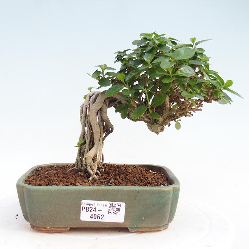 Bonsai wewnętrzne - Premna serratifolia - Kozlovon drobnolistny