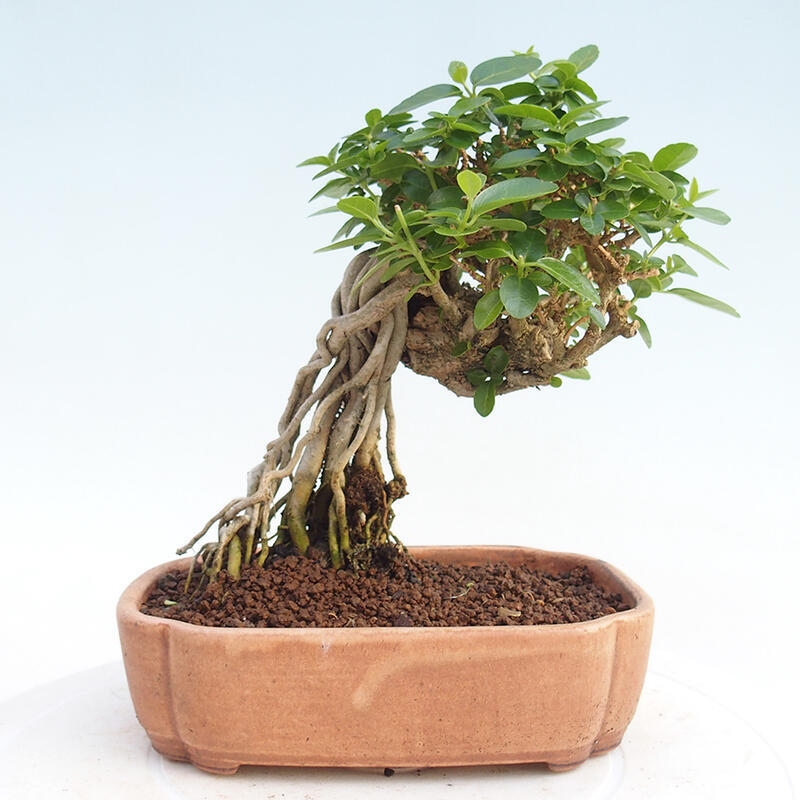 Bonsai wewnętrzne - Premna serratifolia - Kozlovon drobnolistny