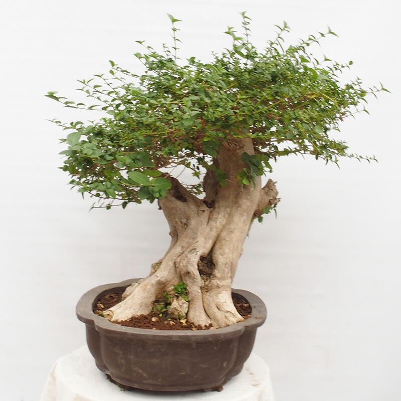 Bonsai wewnętrzne - Premna serratifolia - Kozlovon drobnolistny