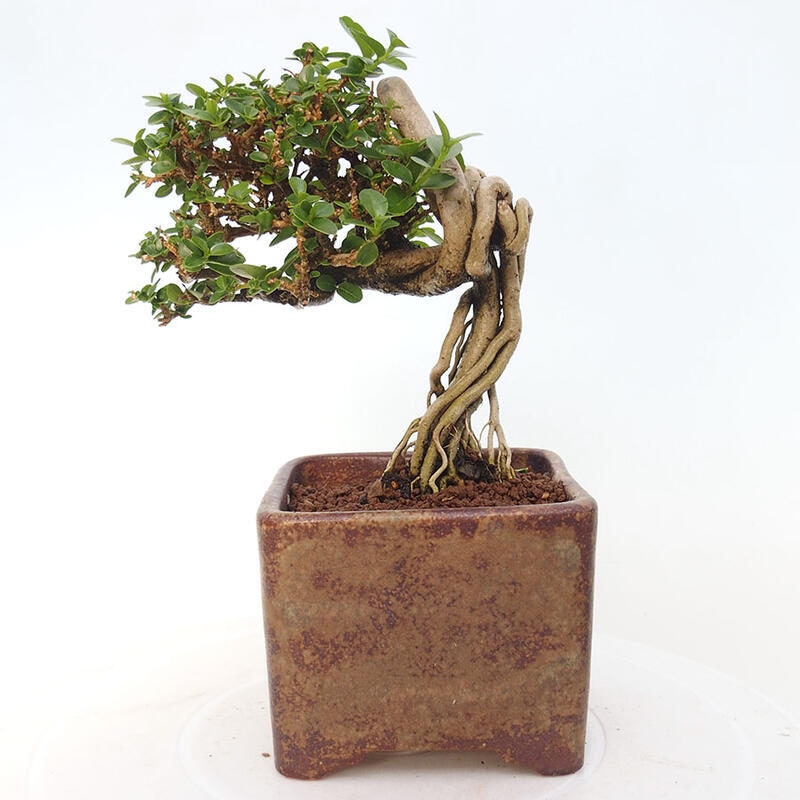 Bonsai wewnętrzne - Premna serratifolia - Kozlovon drobnolistny