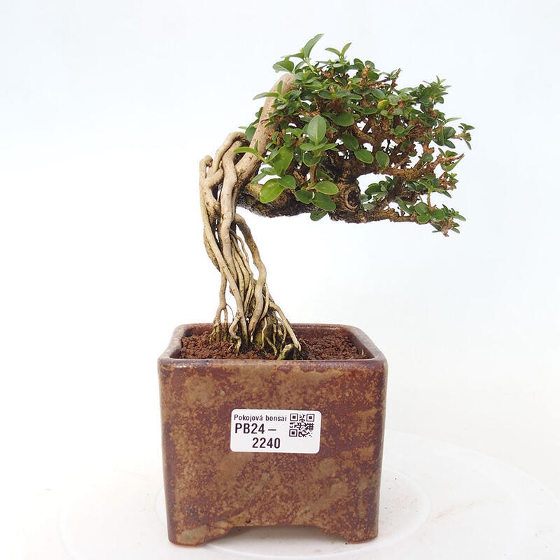 Bonsai wewnętrzne - Premna serratifolia - Kozlovon drobnolistny