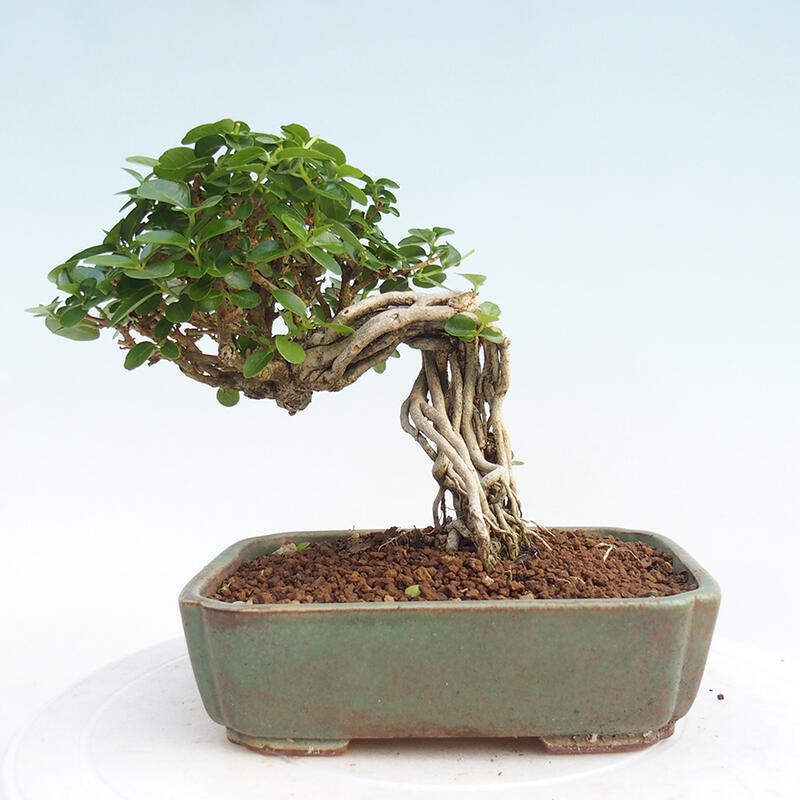 Bonsai wewnętrzne - Premna serratifolia - Kozlovon drobnolistny