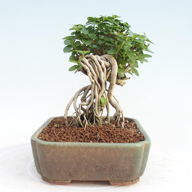 Bonsai wewnętrzne - Premna serratifolia - Kozlovon drobnolistny