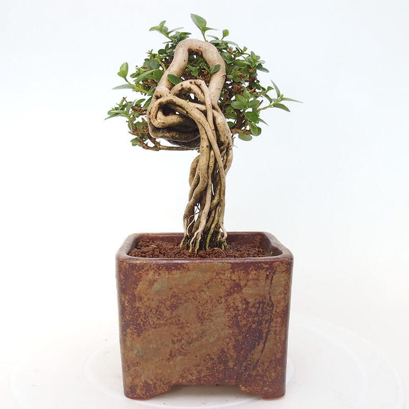 Bonsai wewnętrzne - Premna serratifolia - Kozlovon drobnolistny