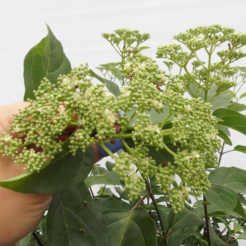 Bonsai wewnętrzne - Premna serratifolia - Kozlovon drobnolistny