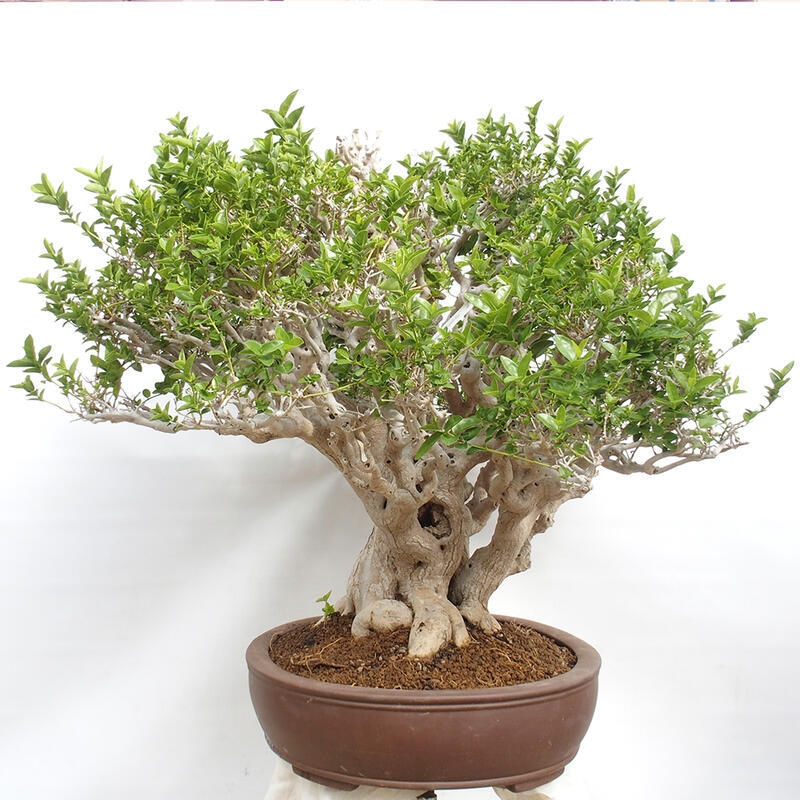 Bonsai wewnętrzne - Premna serratifolia - Kozlovon drobnolistny