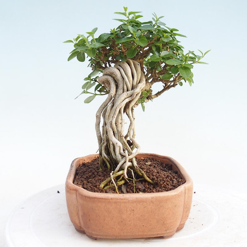 Bonsai wewnętrzne - Premna serratifolia - Kozlovon drobnolistny