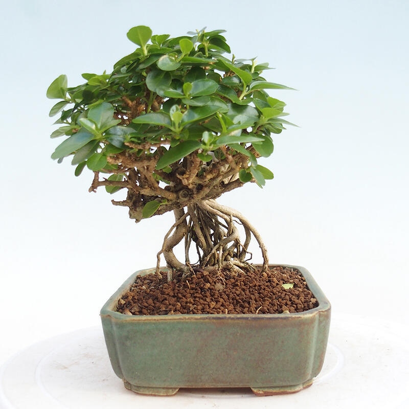 Bonsai wewnętrzne - Premna serratifolia - Kozlovon drobnolistny