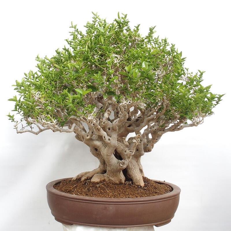 Bonsai wewnętrzne - Premna serratifolia - Kozlovon drobnolistny