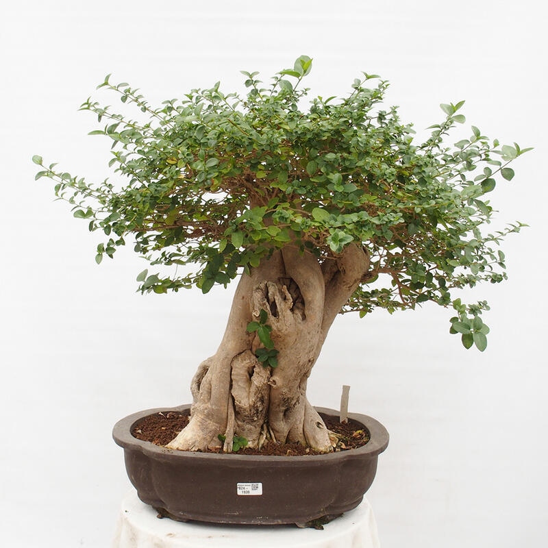 Bonsai wewnętrzne - Premna serratifolia - Kozlovon drobnolistny