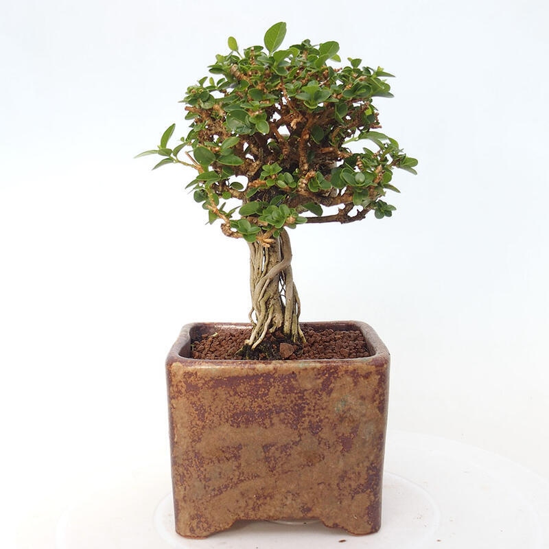 Bonsai wewnętrzne - Premna serratifolia - Kozlovon drobnolistny