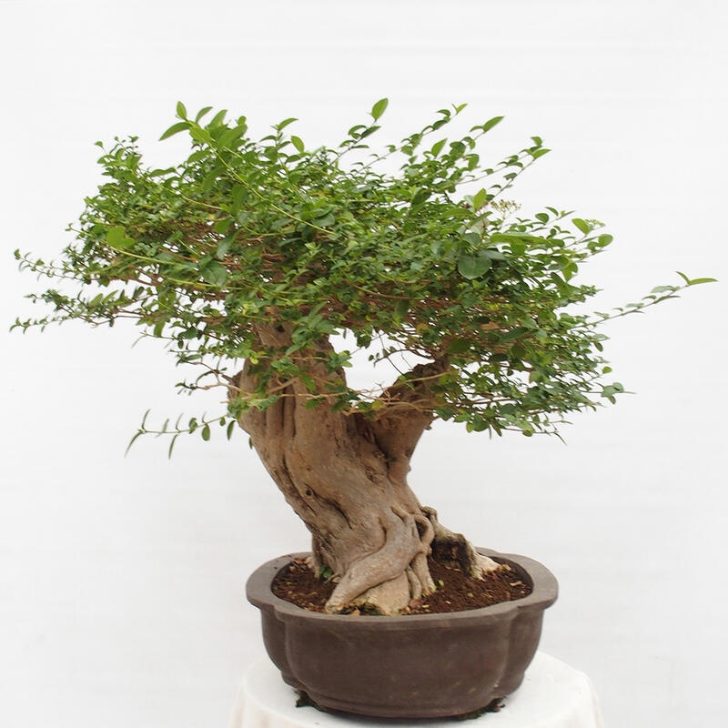 Bonsai wewnętrzne - Premna serratifolia - Kozlovon drobnolistny