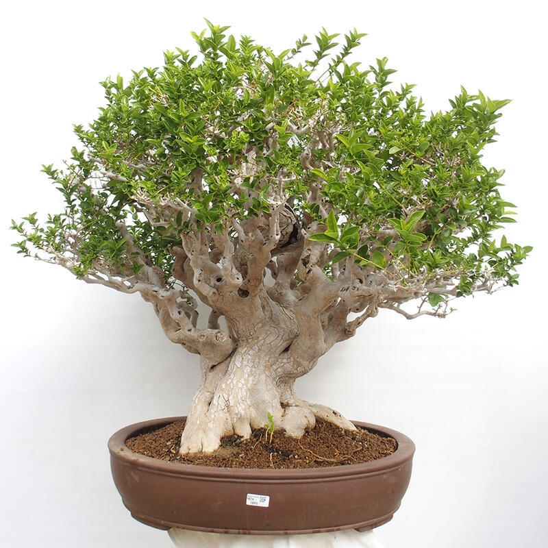 Bonsai wewnętrzne - Premna serratifolia - Kozlovon drobnolistny