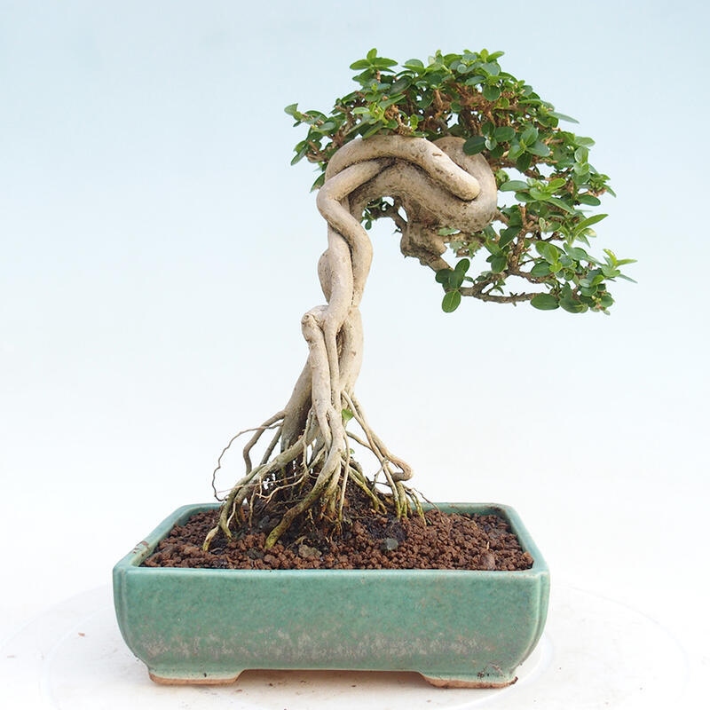 Bonsai wewnętrzne - Premna serratifolia - Kozlovon drobnolistny