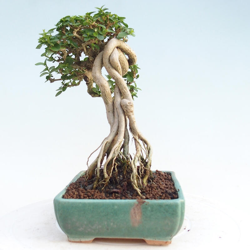 Bonsai wewnętrzne - Premna serratifolia - Kozlovon drobnolistny