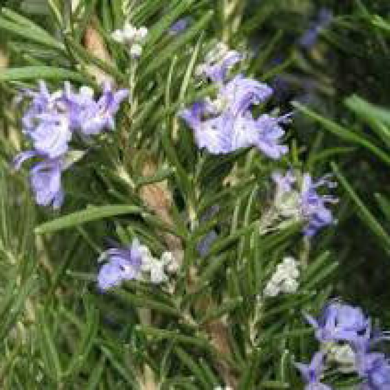 Kryte bonsai - Rozmaryn-Rosmarinus officinalis