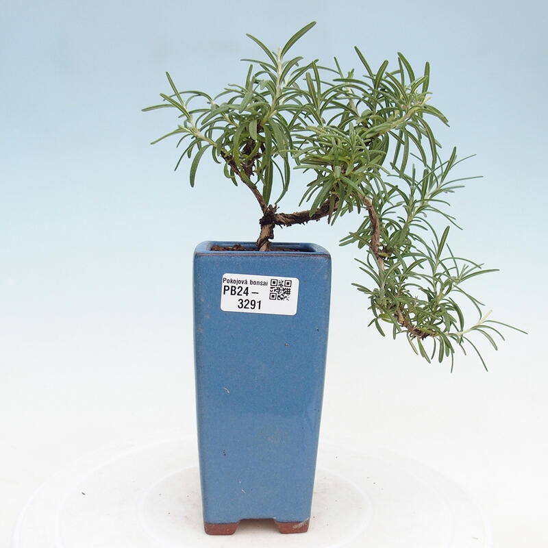 Kryte bonsai - Rozmaryn-Rosmarinus officinalis