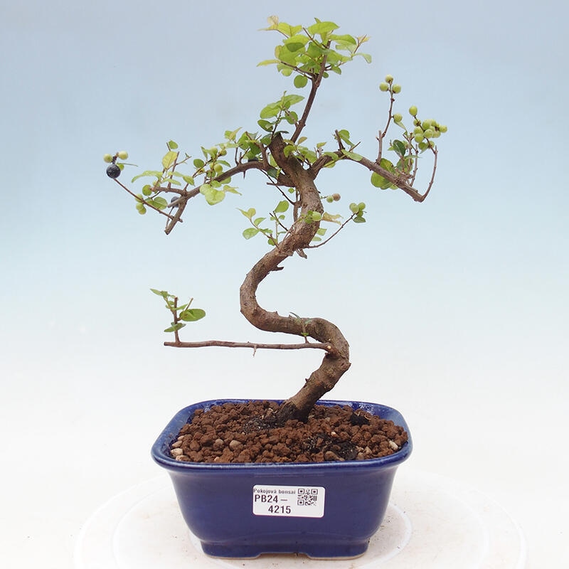 Bonsai wewnętrzne - Sagerécie thea - Sagerécie thea