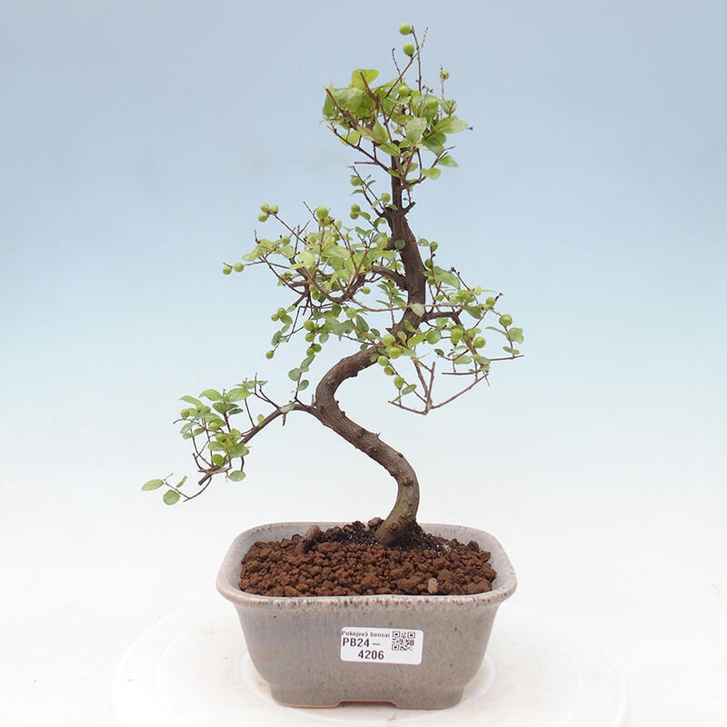 Bonsai wewnętrzne - Sagerécie thea - Sagerécie thea