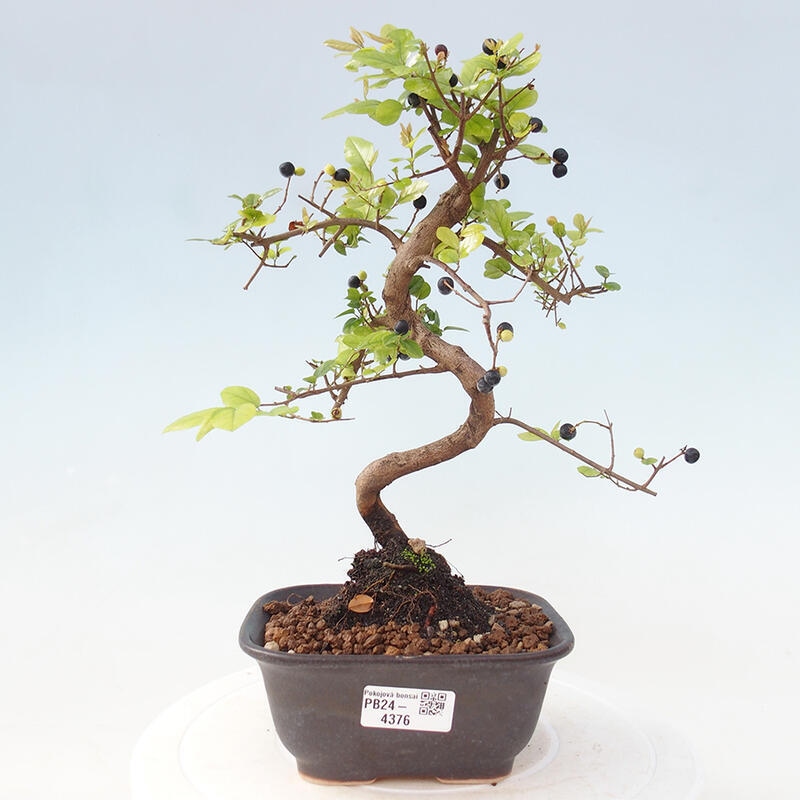 Bonsai wewnętrzne - Sagerécie thea - Sagerécie thea